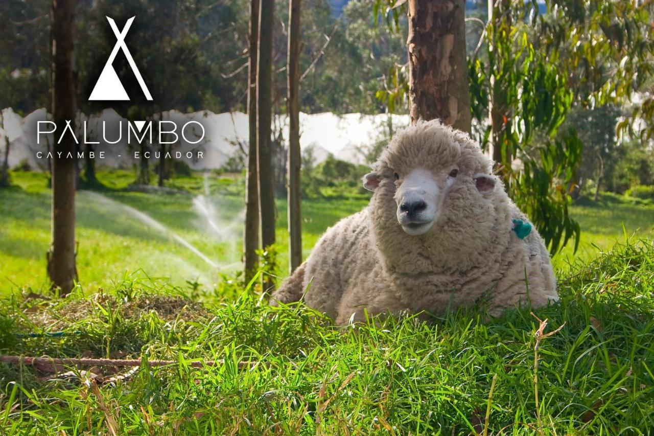 Palumbo Glamping & Villas Cayambe Eksteriør billede